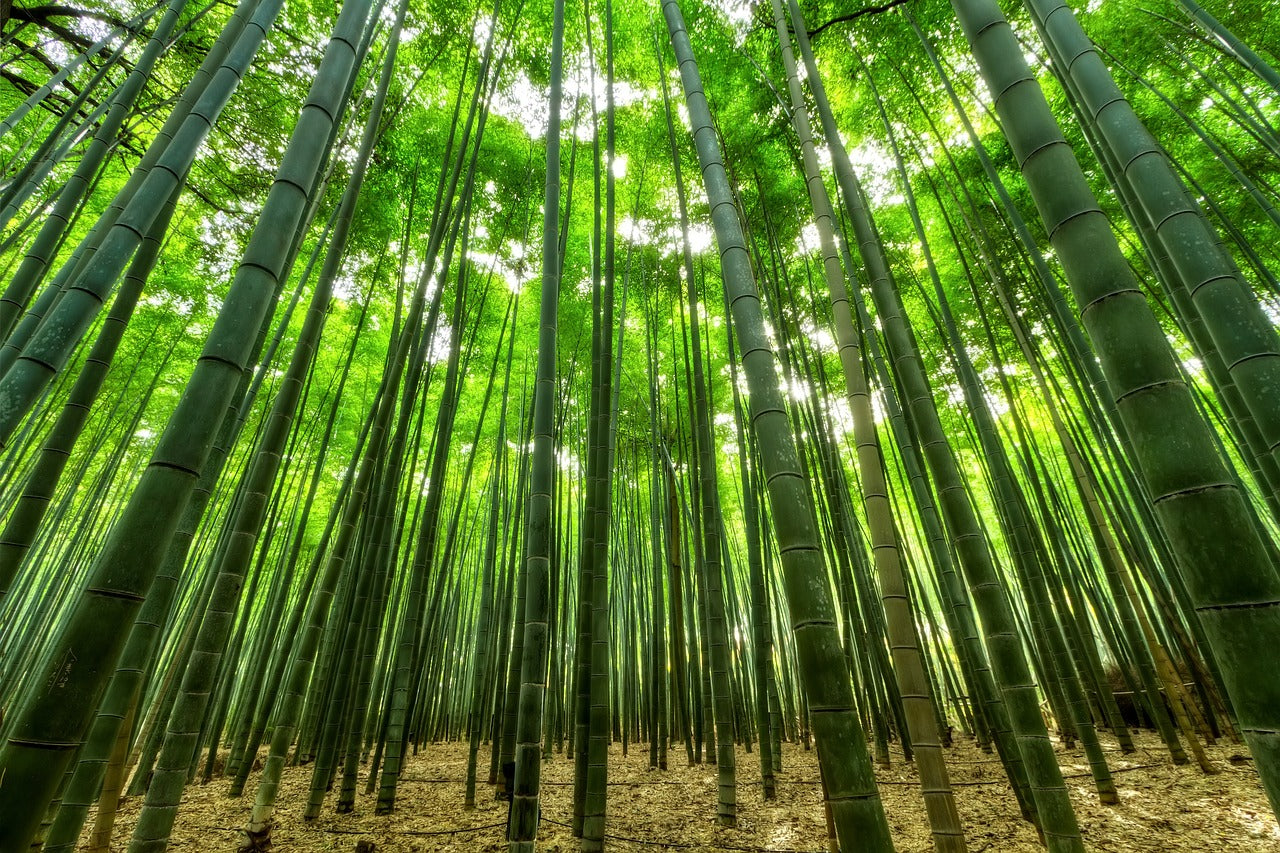 A Bamboo Forest Used to Farm For Bamboo Bed Sheets