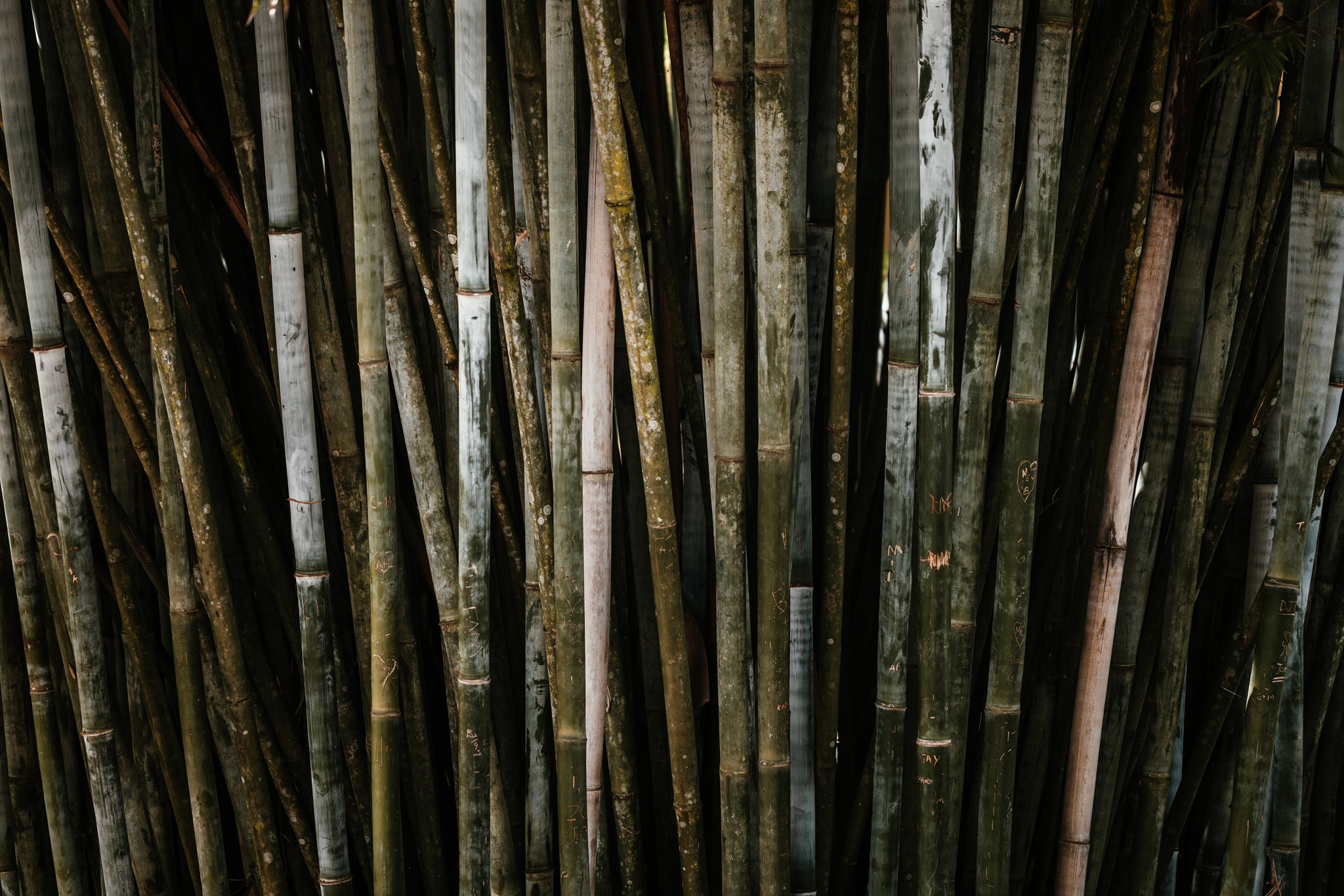 A Bamboo forest used to make bamboo sheet sets and bamboo duvet cover sets