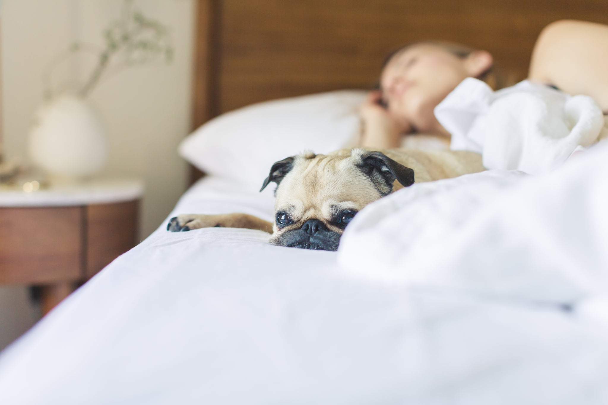 A dog and woman sleeping on white bamboo bed sheets in a contemporary bedroom