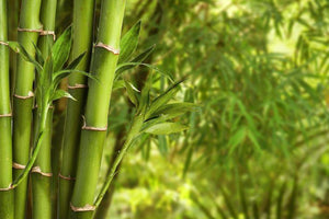 A Bamboo forest ready to be harvested and processed into bamboo rayon fabric for bed sheets