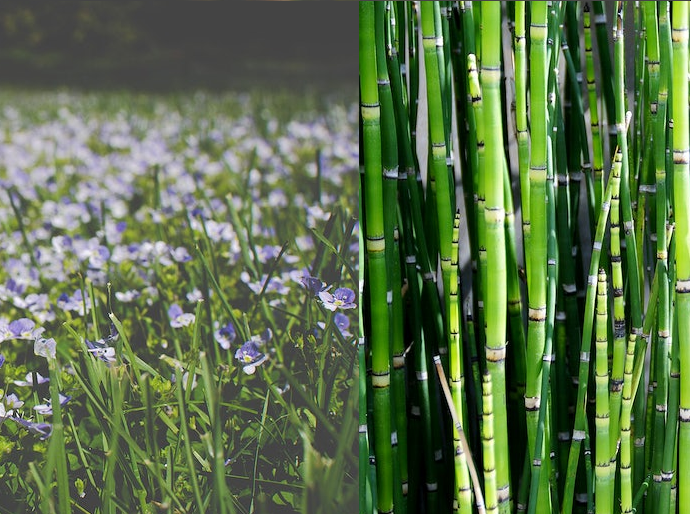 Flax Plants Versus Bamboo Plants for Bedding