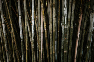 A Bamboo forest used to make bamboo sheet sets and bamboo duvet cover sets